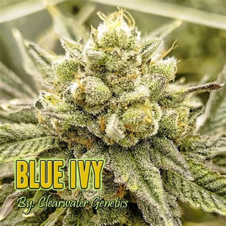 Discovering The Wonders Of The Blue Ivy Strain