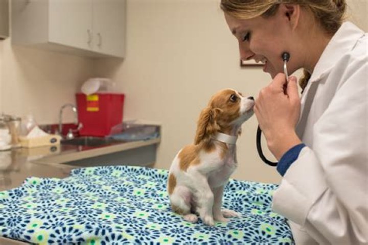 Is Dr. Pol Retired? The Truth Behind The Beloved Veterinarian