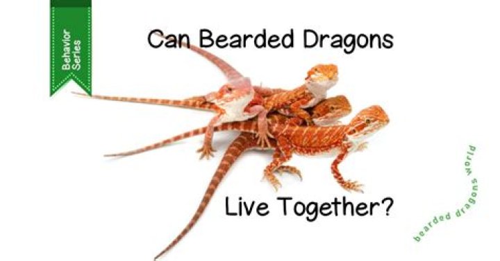 Understanding The Social Nature Of Bearded Dragons