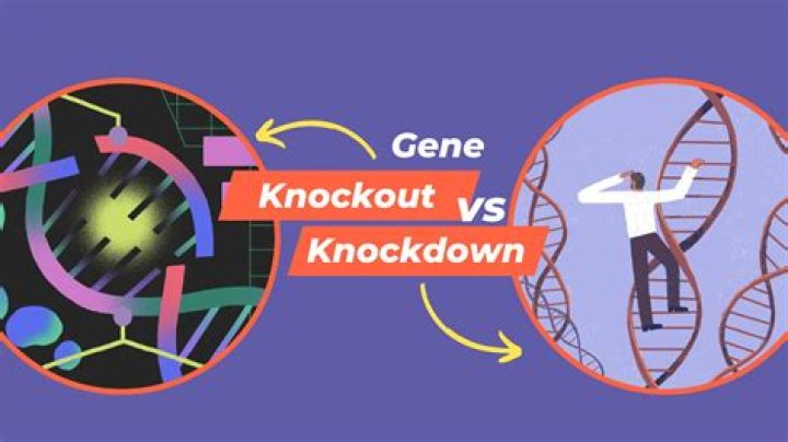Unlocking The Secrets Of Gene Knock-Down: A Revolution In Genetic Research